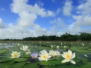 White Water Lily